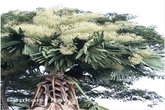 Corypha umbraculifera